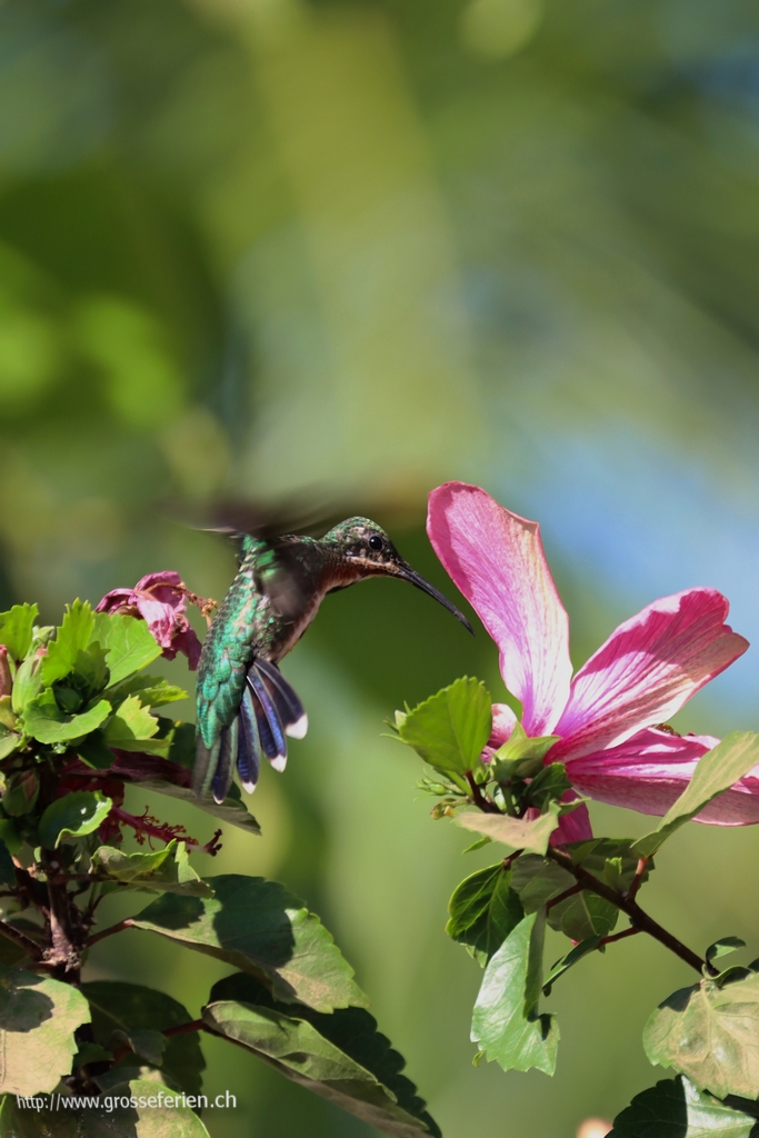 Panama, Pedasi, Hummingbird