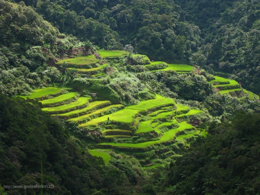 Rice Terraces, Banaue