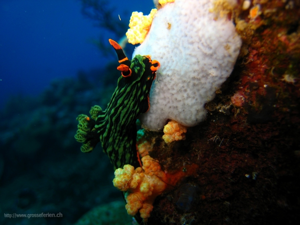 Phillippines, Apo Island, Nudibrach