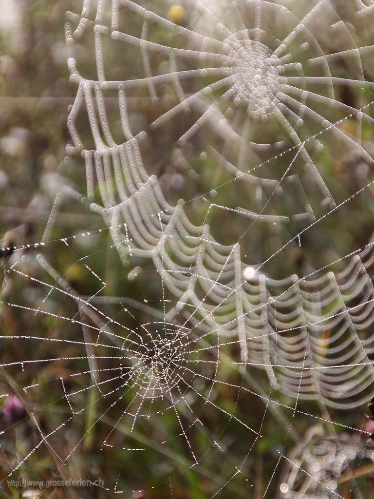 Romania, Sighisoara, Spider Web
