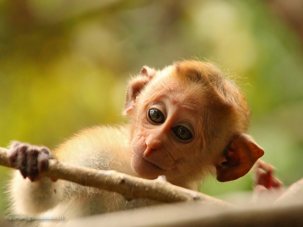  Sri Lanka, Polonnaruwa, Monkey
