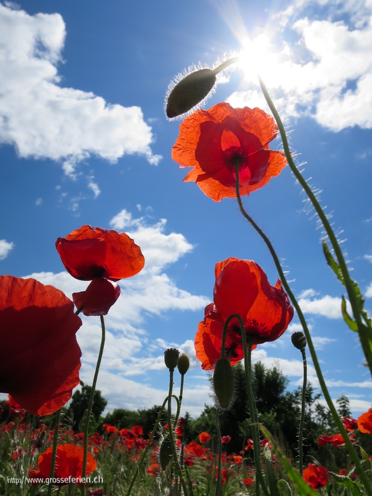 Sweden, Öland, Tulip