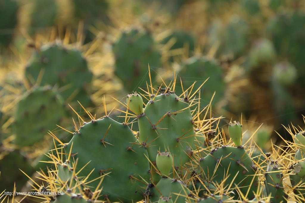 Tenerife, Abades, Cactus Tenerife, Abades, Cactus