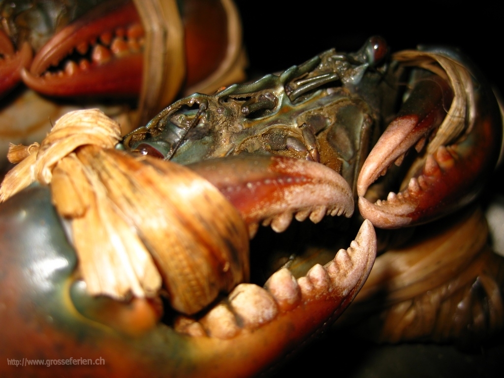 Thailand, Bangkok, Crab