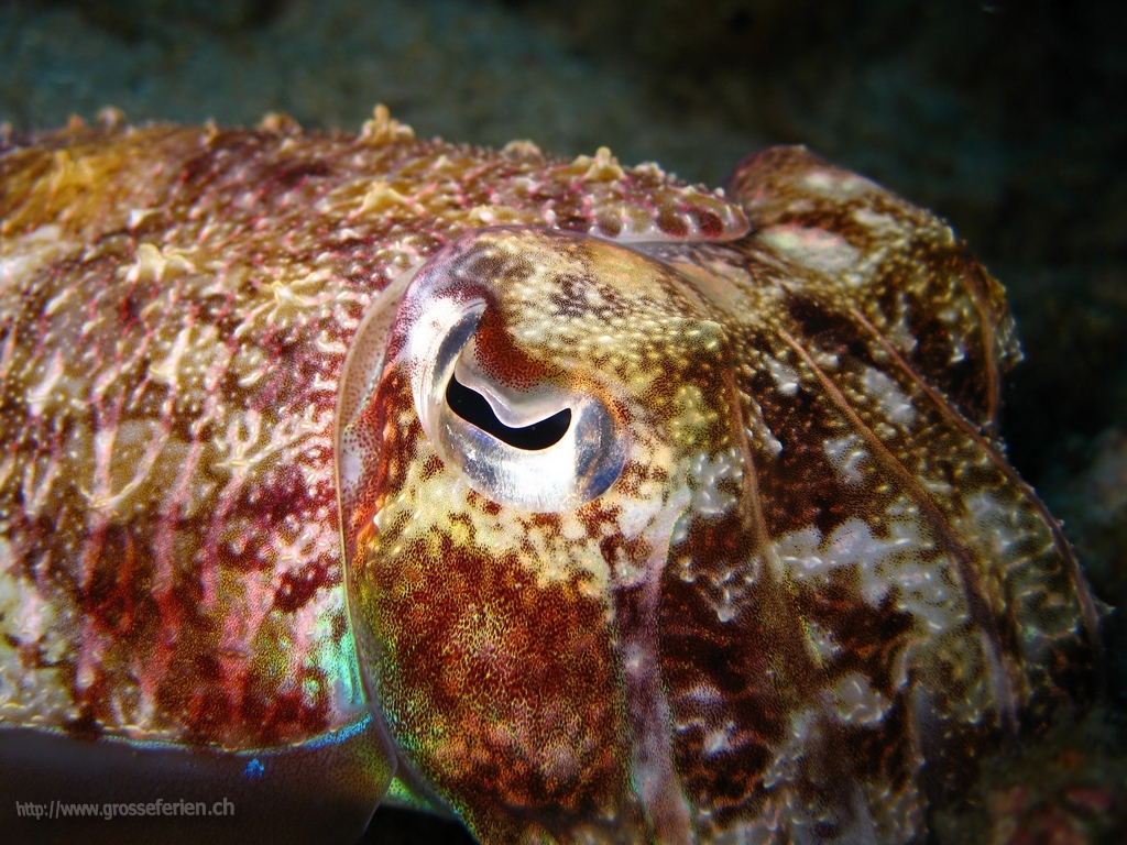 Thailand, Koh Surin, Squid